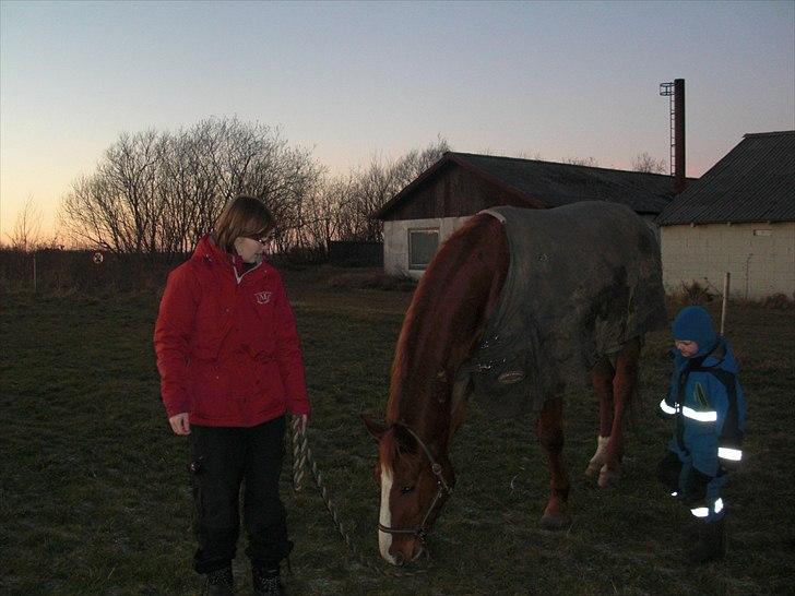 Dansk Varmblod Wonder Dancer billede 3