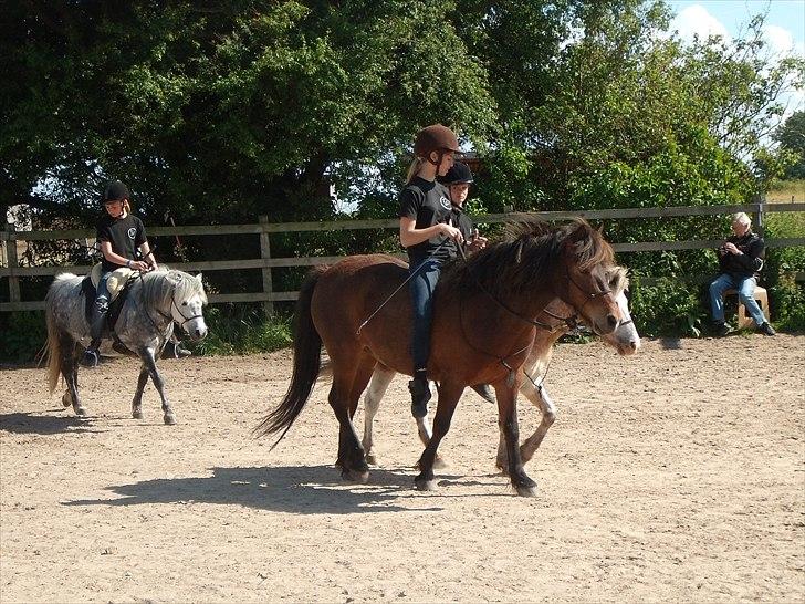 Islænder blanding Sigurd ¤Fortid¤ - Vores første, eneste og sidste opvisning - Han var en engel! <3 billede 2