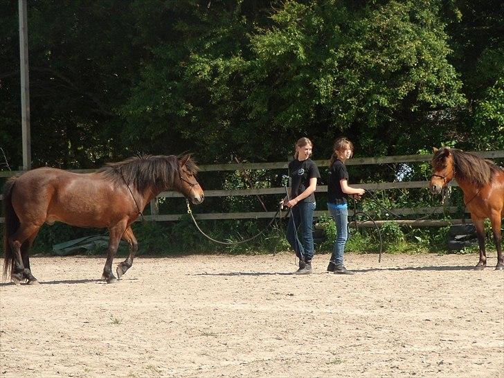 Islænder blanding Sigurd ¤Fortid¤ - Vores første, eneste og sidste opvisning - Han var en engel! <3 billede 3