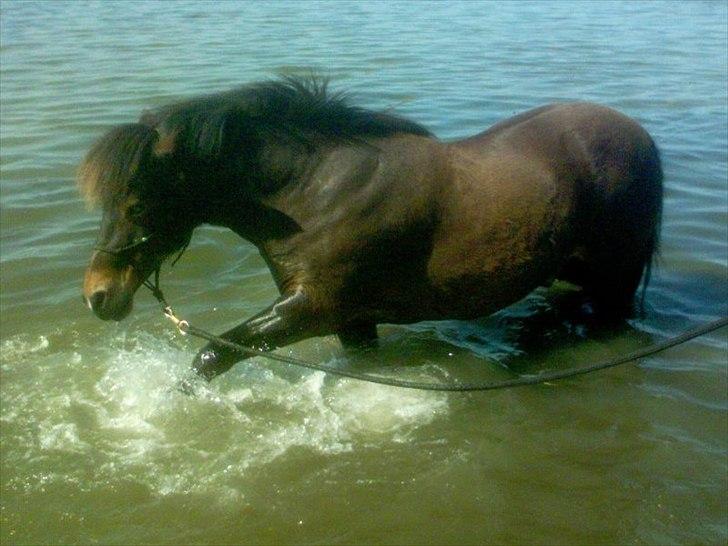 Islænder blanding Sigurd ¤Fortid¤ - Nede på stranden (´: billede 4