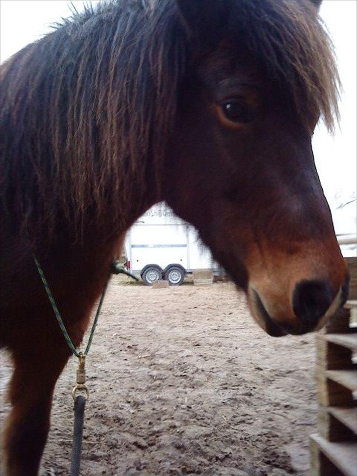 Islænder blanding Sigurd ¤Fortid¤ - Hans blik i øjnene var betagende, jeg var så heldig at se det hverdag! (´: billede 5