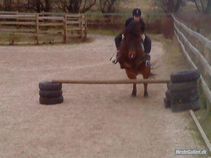 Islænder blanding Sigurd ¤Fortid¤ - Spring 60. cm - Vi sprang 1m - 1,2 m (´:  billede 6