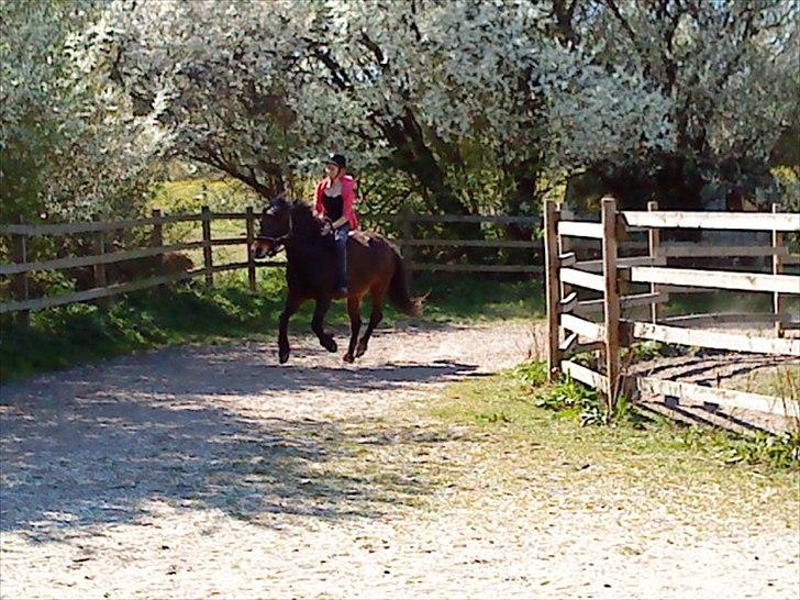 Islænder blanding Sigurd ¤Fortid¤ - En af vores seriøse trænings dage - her i gallop <3 billede 7
