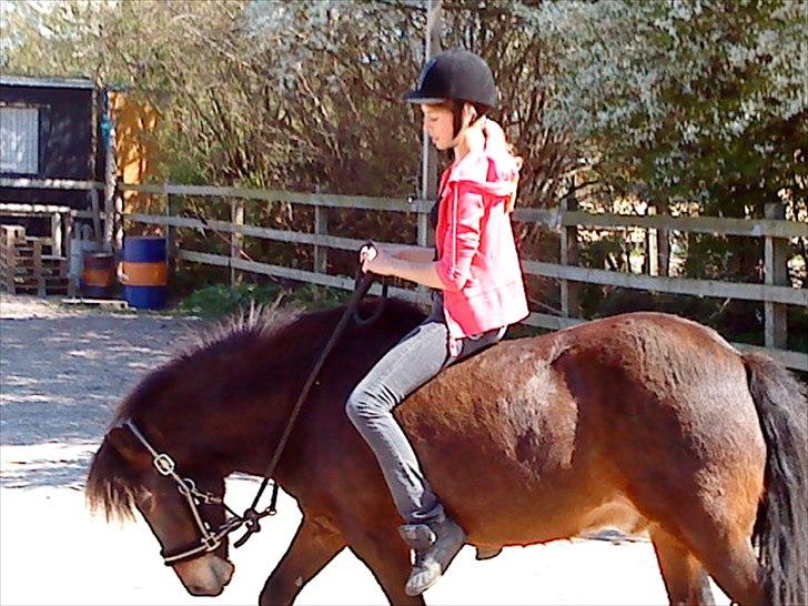 Islænder blanding Sigurd ¤Fortid¤ - En af vores seriøse trænings dage - Her går vi samlet (´: billede 8