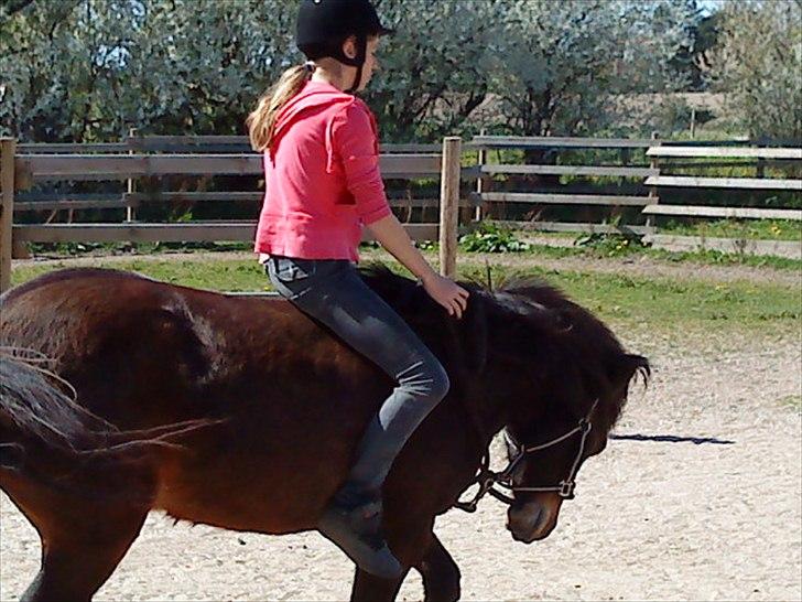 Islænder blanding Sigurd ¤Fortid¤ - En af vores seriøse trænings dage - Igen i samling (´: billede 9