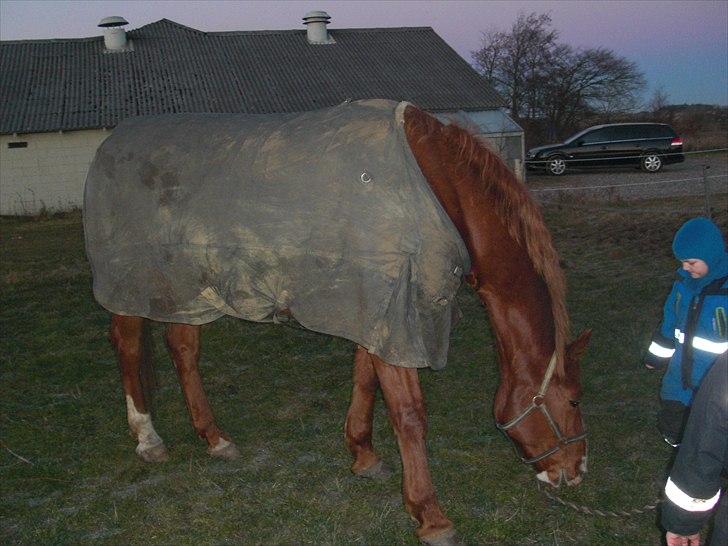 Dansk Varmblod Wonder Dancer billede 4