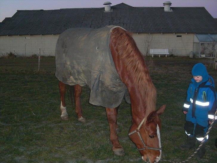 Dansk Varmblod Wonder Dancer billede 5