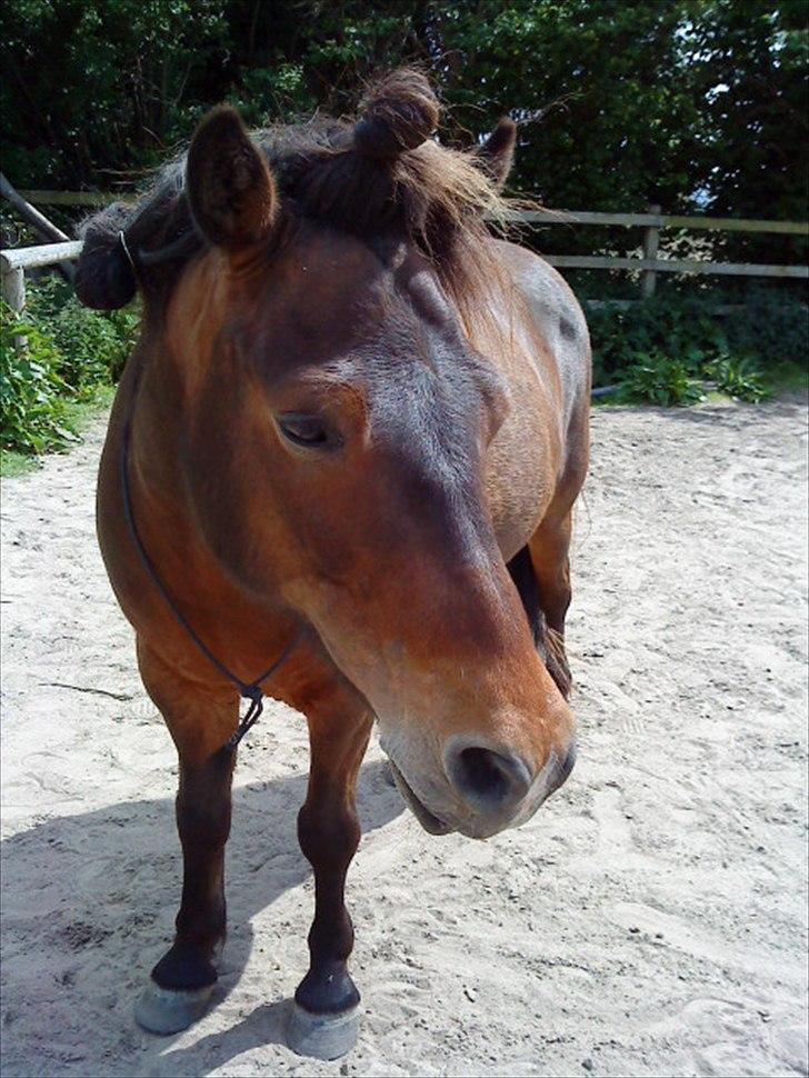 Islænder blanding Sigurd ¤Fortid¤ - Jeg savner dig, tiderne skifter og det bliver nok ikke os igen! )´: billede 11