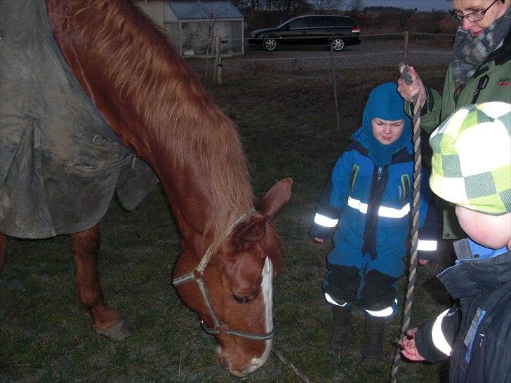 Dansk Varmblod Wonder Dancer billede 6