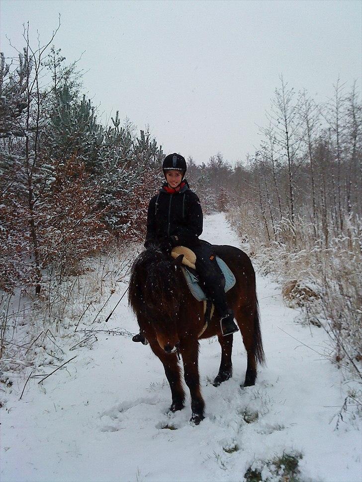 Islænder blanding Sigurd ¤Fortid¤ - På tur på en voldsom snevejrs dag - I medgang og modgang<3 billede 13
