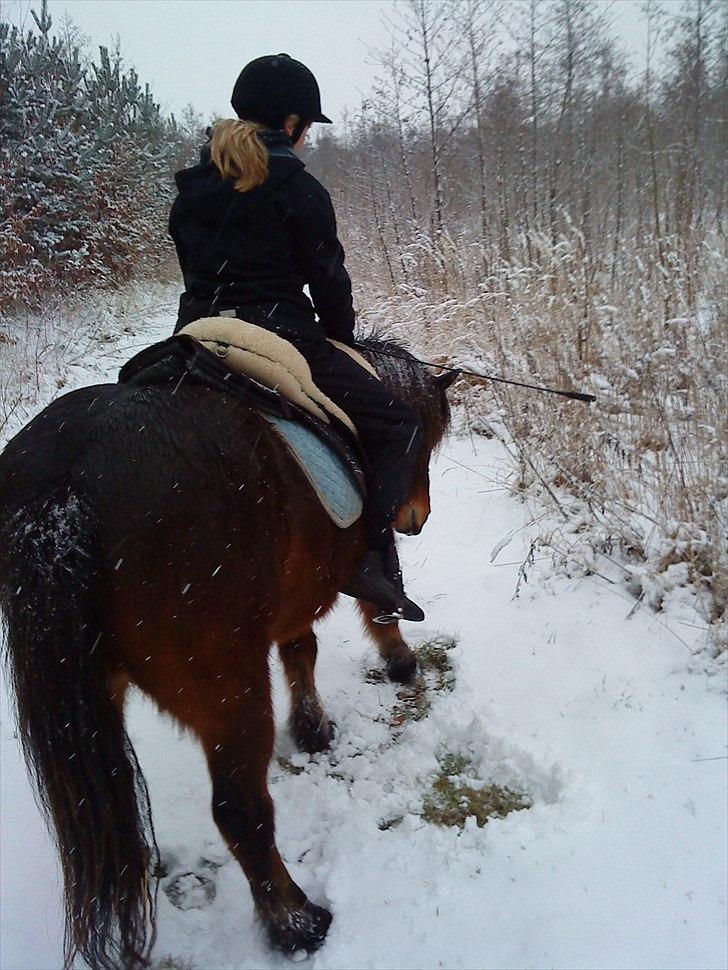 Islænder blanding Sigurd ¤Fortid¤ - Når enden er god skulle alting være godt? )´: billede 14