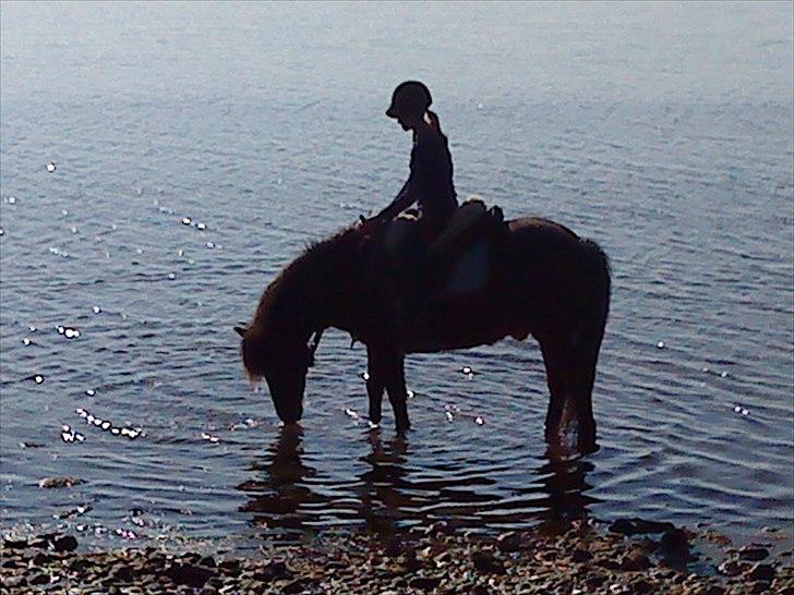 Islænder blanding Sigurd ¤Fortid¤ - If you will, you can (´: billede 16