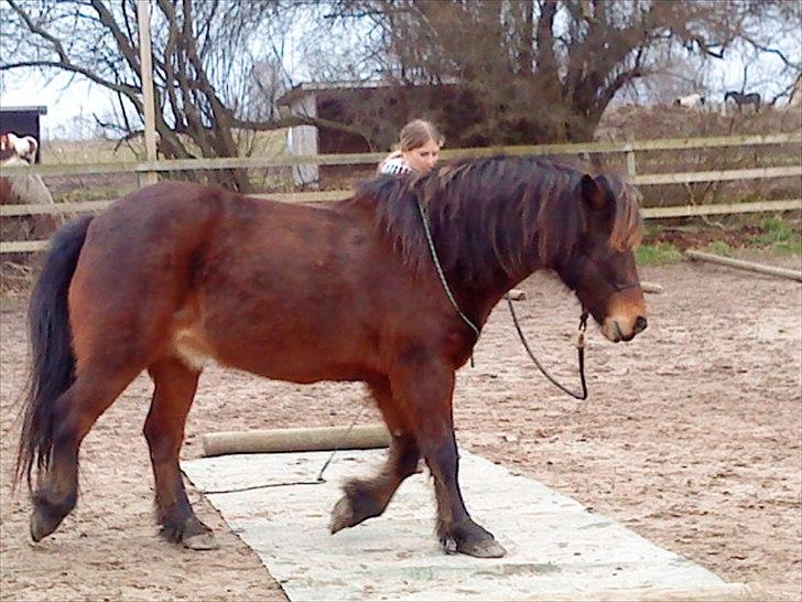 Islænder blanding Sigurd ¤Fortid¤ - Trust and harmony :* billede 18