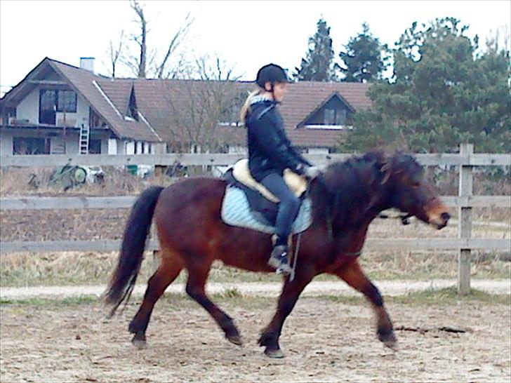 Islænder blanding Sigurd ¤Fortid¤ - I trav (: billede 19
