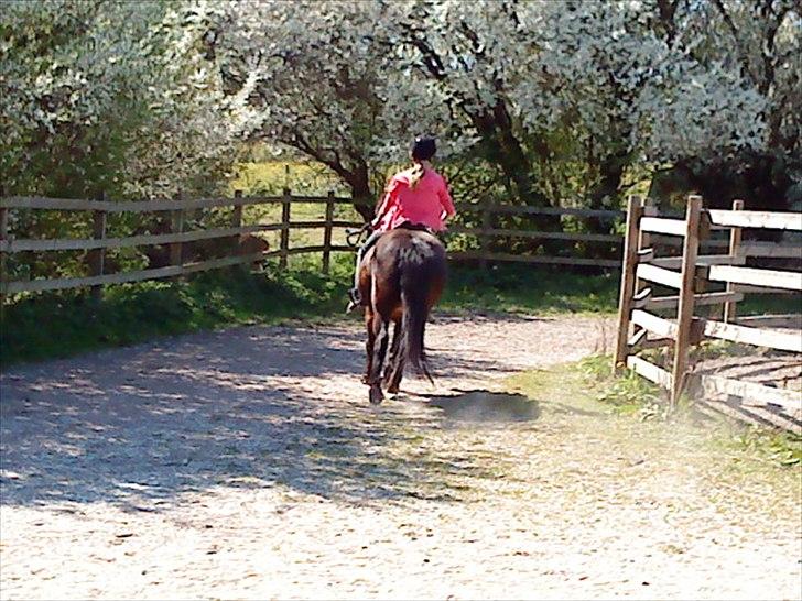 Islænder blanding Sigurd ¤Fortid¤ - Godbye my lover ! billede 20