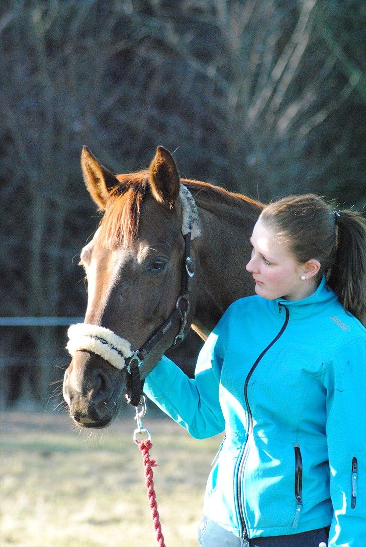 Dansk Varmblod Daner flying doll billede 1