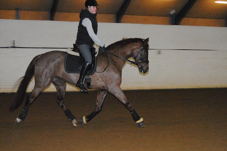 Dansk Varmblod Daner flying doll billede 8