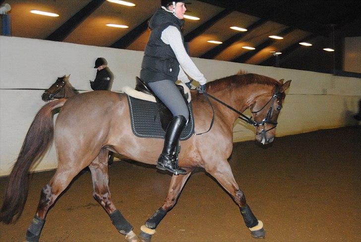 Dansk Varmblod Daner flying doll billede 11