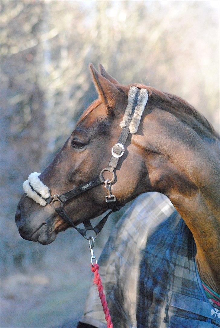 Dansk Varmblod Daner flying doll billede 12