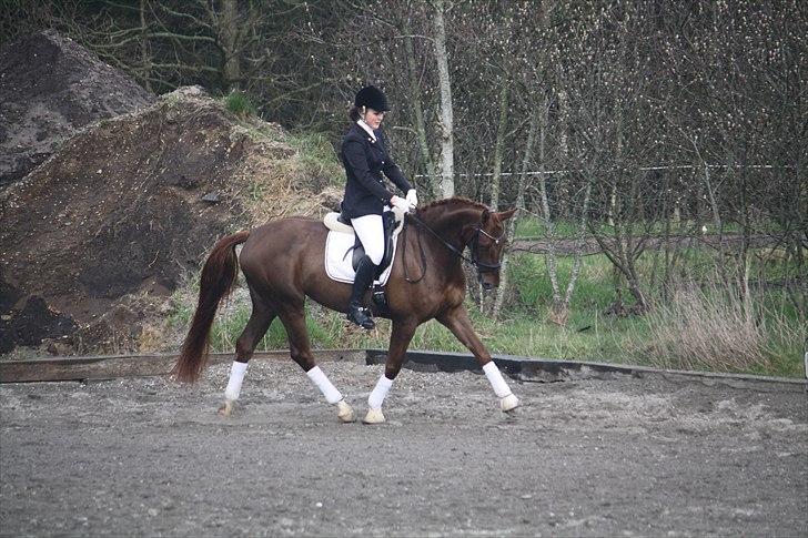 Dansk Varmblod Daner flying doll billede 13