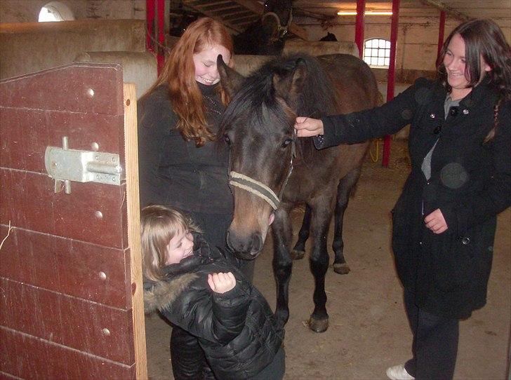 Anden særlig race Payback - Nikoline første gang hun møder sin nye hest :) billede 9