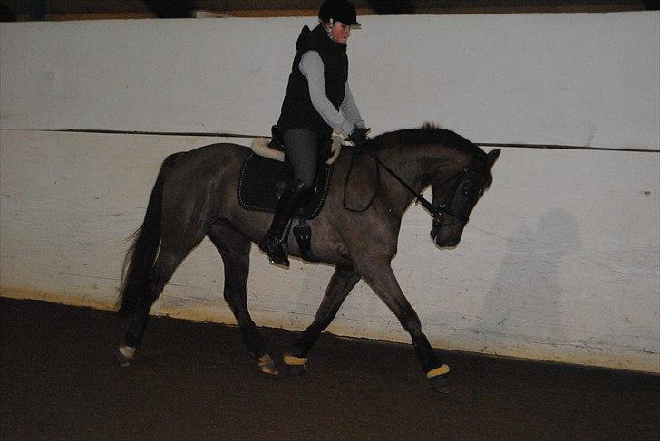 Dansk Varmblod Daner flying doll billede 18