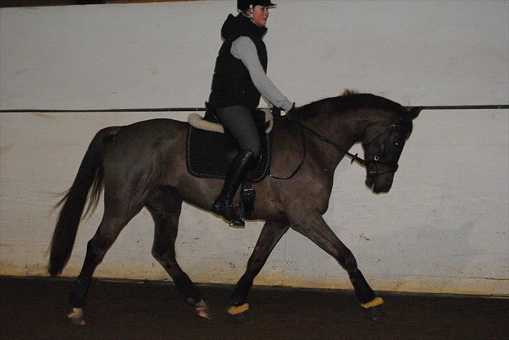 Dansk Varmblod Daner flying doll billede 19