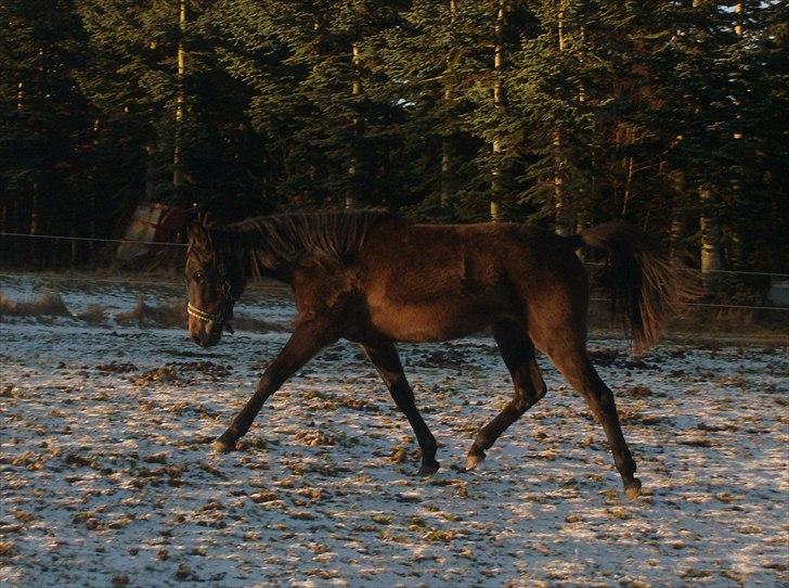 Anden særlig race Payback - Taget den 27/01-2011 dagen efter hun kom hjem og stå :) billede 10