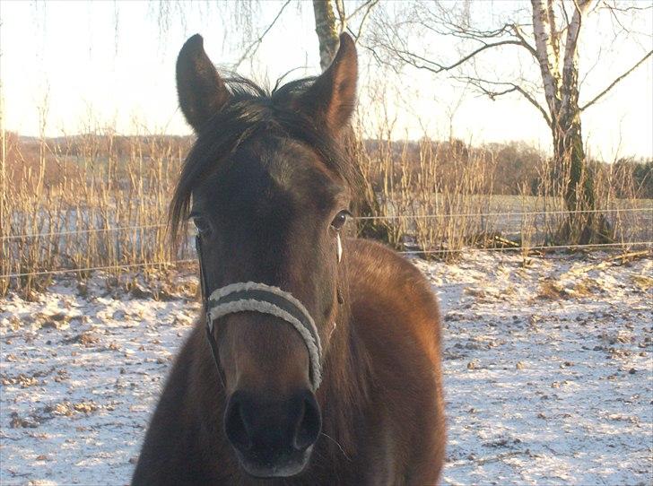 Anden særlig race Payback - Taget den 27/01-2011 dagen efter hun kom hjem og stå :) billede 11