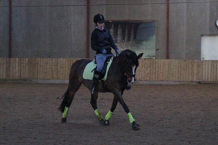 DSP Kelly - Dressurarbejde - trav. D. 27/1-11 (foto: Katrine Høst) billede 13