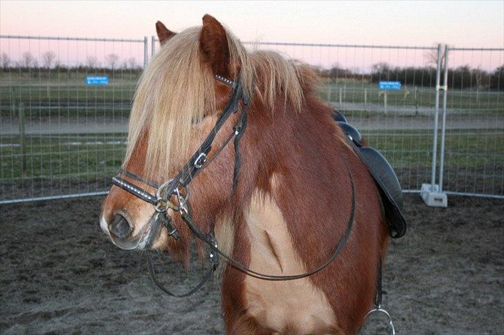 Islænder Skafti Fra Kakke billede 6