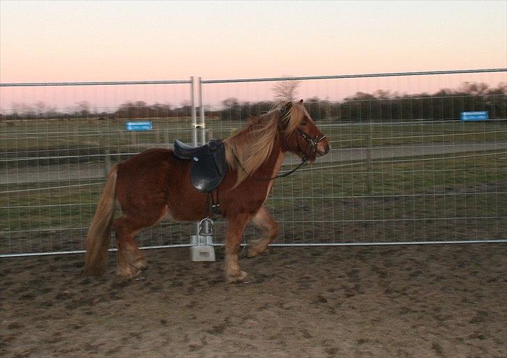 Islænder Skafti Fra Kakke billede 7