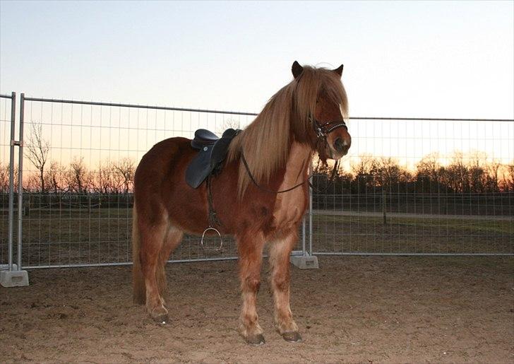Islænder Skafti Fra Kakke billede 8