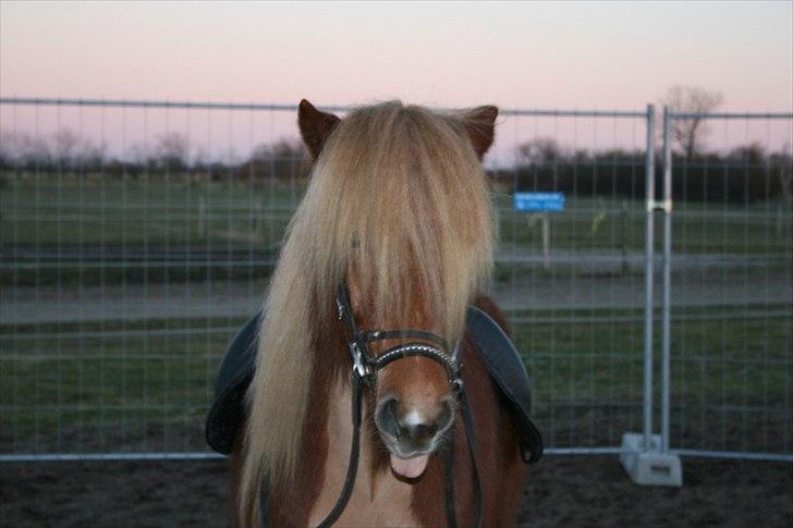 Islænder Skafti Fra Kakke billede 13