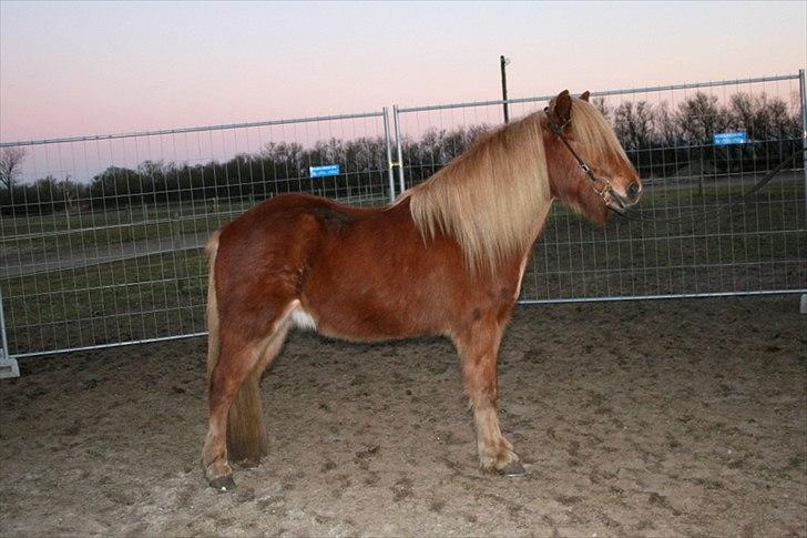 Islænder Skafti Fra Kakke billede 14