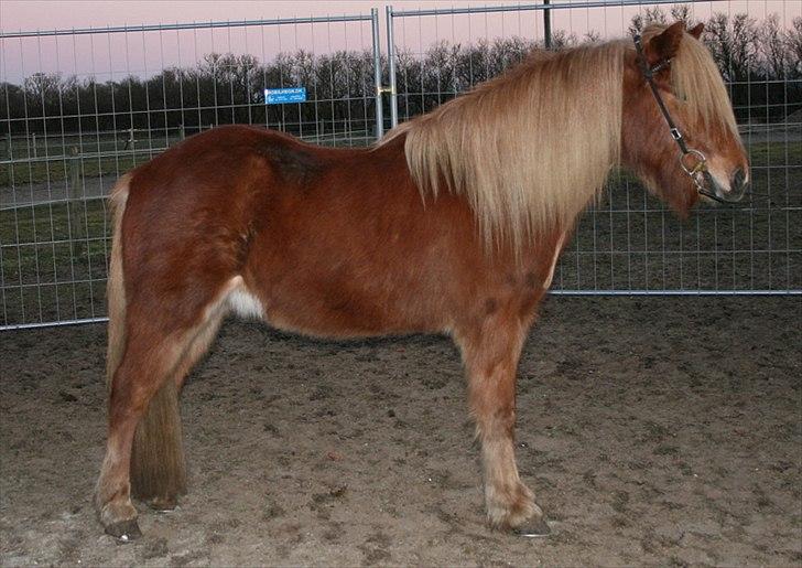 Islænder Skafti Fra Kakke billede 15