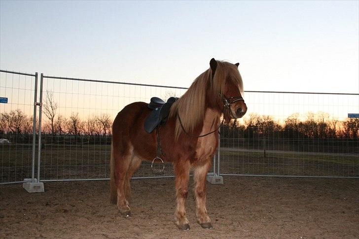 Islænder Skafti Fra Kakke billede 16