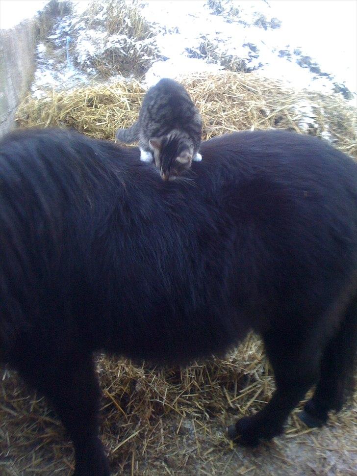 Shetlænder Ally *part* Solgt!!.'( billede 17