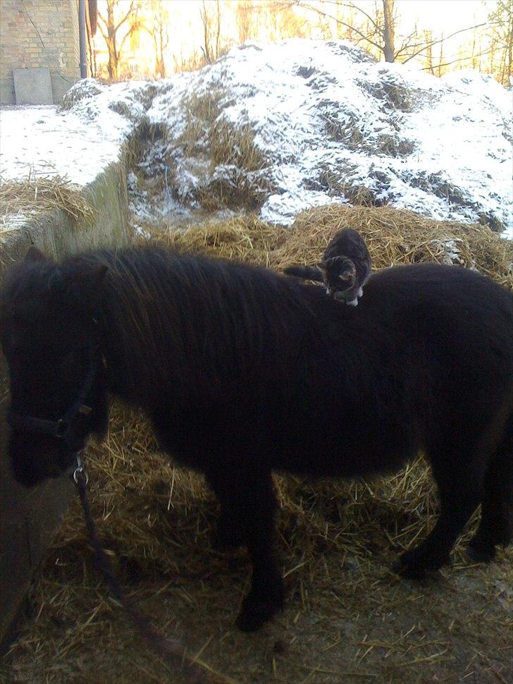 Shetlænder Ally *part* Solgt!!.'( billede 18