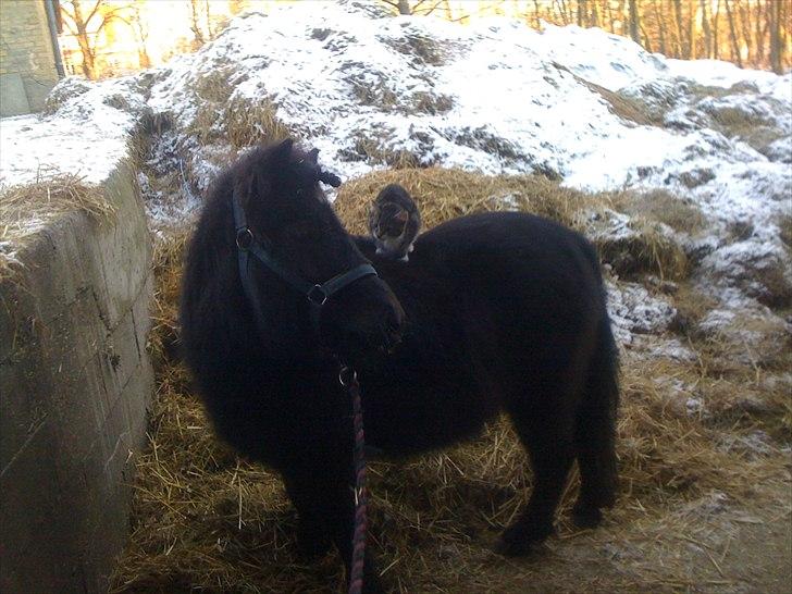 Shetlænder Ally *part* Solgt!!.'( billede 19