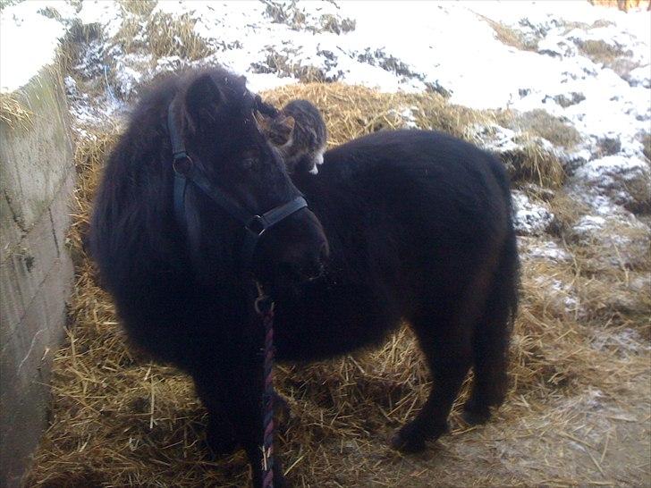 Shetlænder Ally *part* Solgt!!.'( billede 20