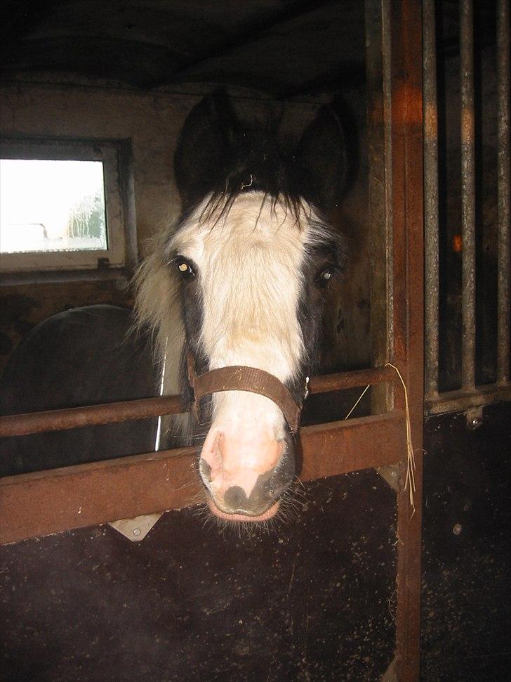 Tinker Connor billede 2