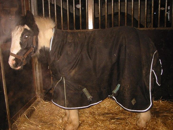 Tinker Connor billede 3