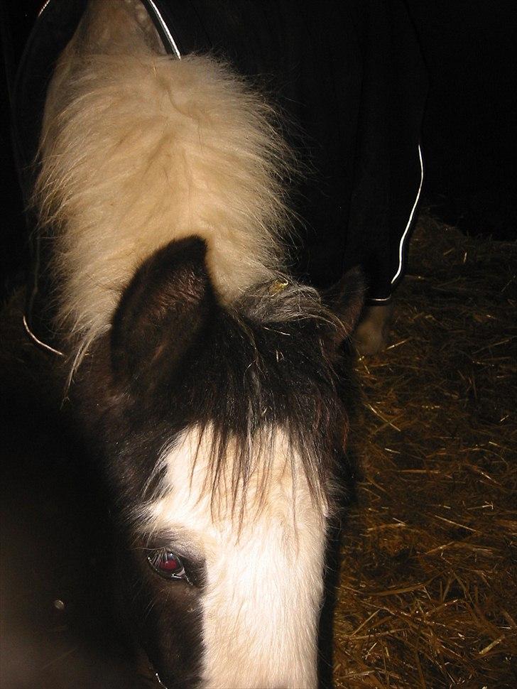 Tinker Connor billede 4