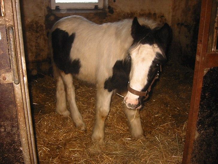 Tinker Connor billede 5