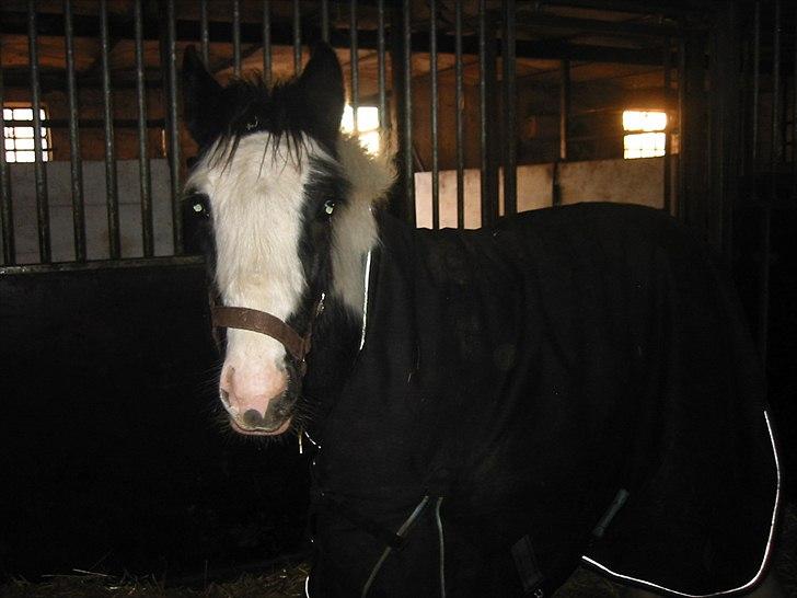 Tinker Connor billede 6