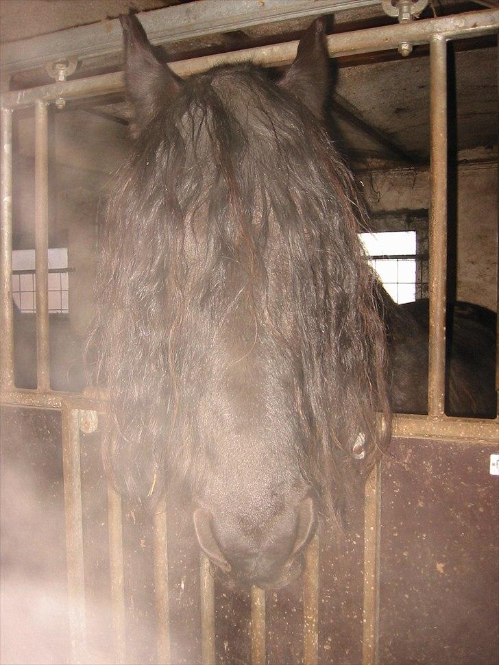 Frieser Otmar ( sorte) billede 7