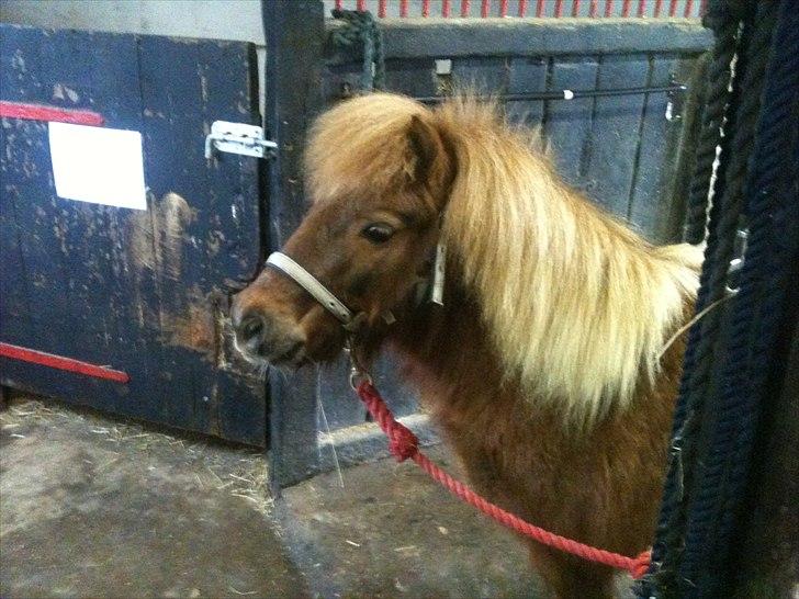 Shetlænder Emil billede 9