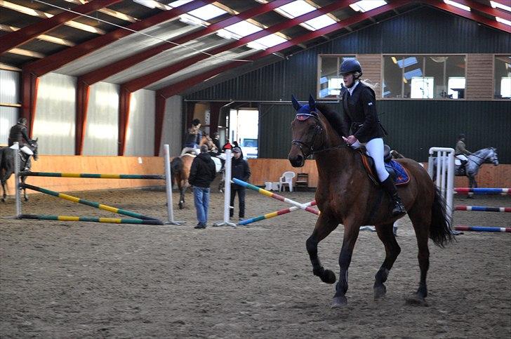 Svensk Varmblod A-tack - På HIS, billede 1