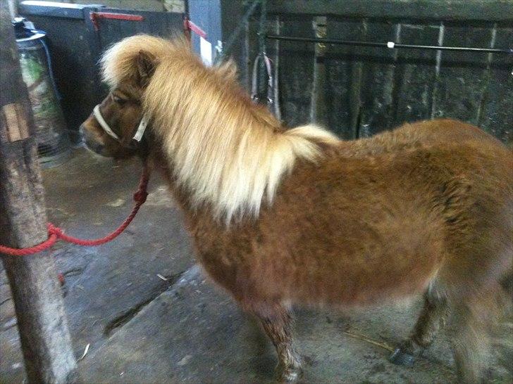 Shetlænder Emil billede 10